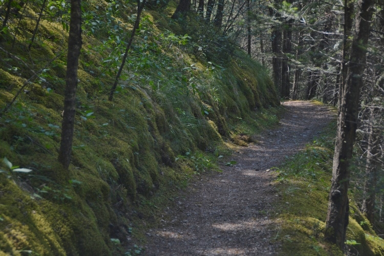 forested trail